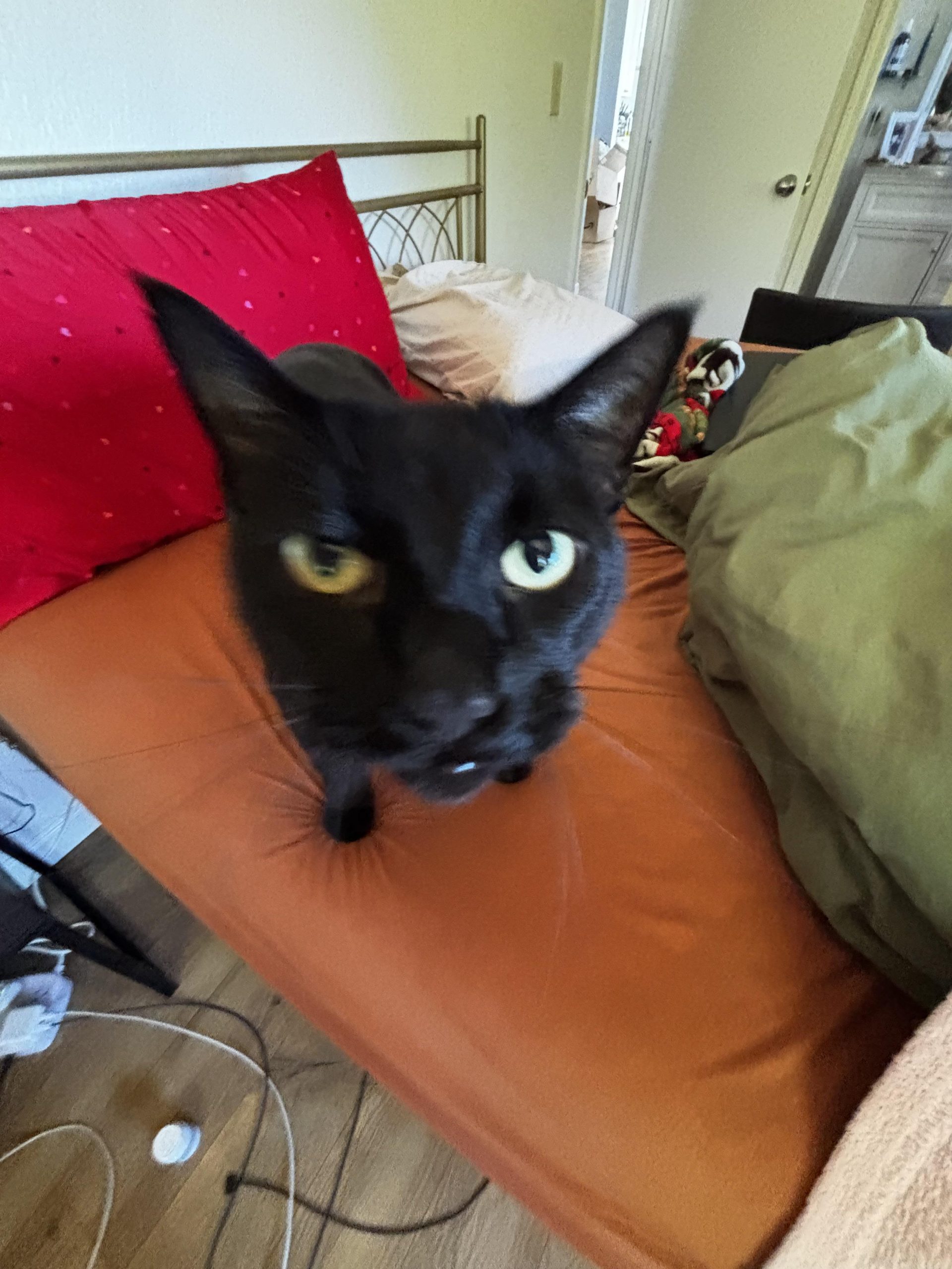 Why is My Cat Over Grooming His Belly