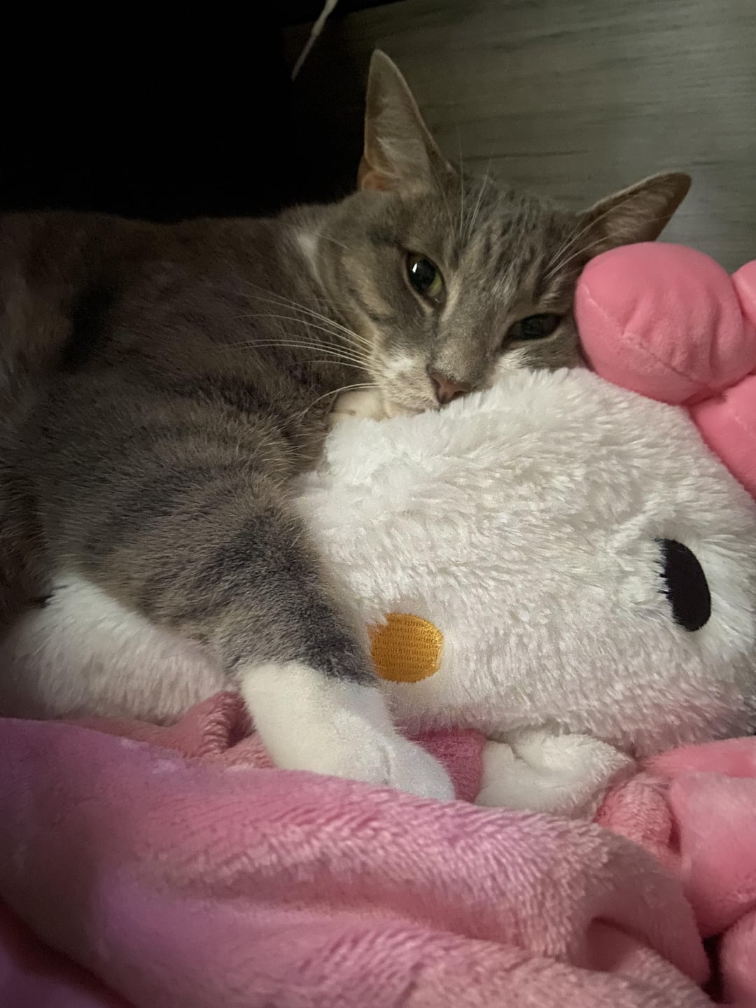 Why is My Cat Scared of Toys