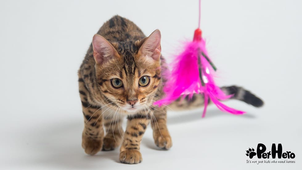 Why is My Cat Toy Aggressive: Shocking Reasons Revealed