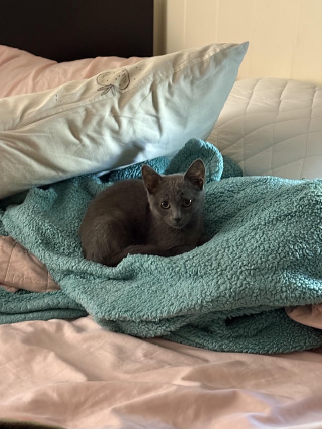 Why is My Potty Trained Cat Peeing on My Bed