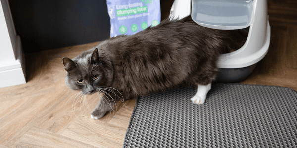 Why is My Potty-Trained Cat Peeing on the Floor: Top Causes Explained