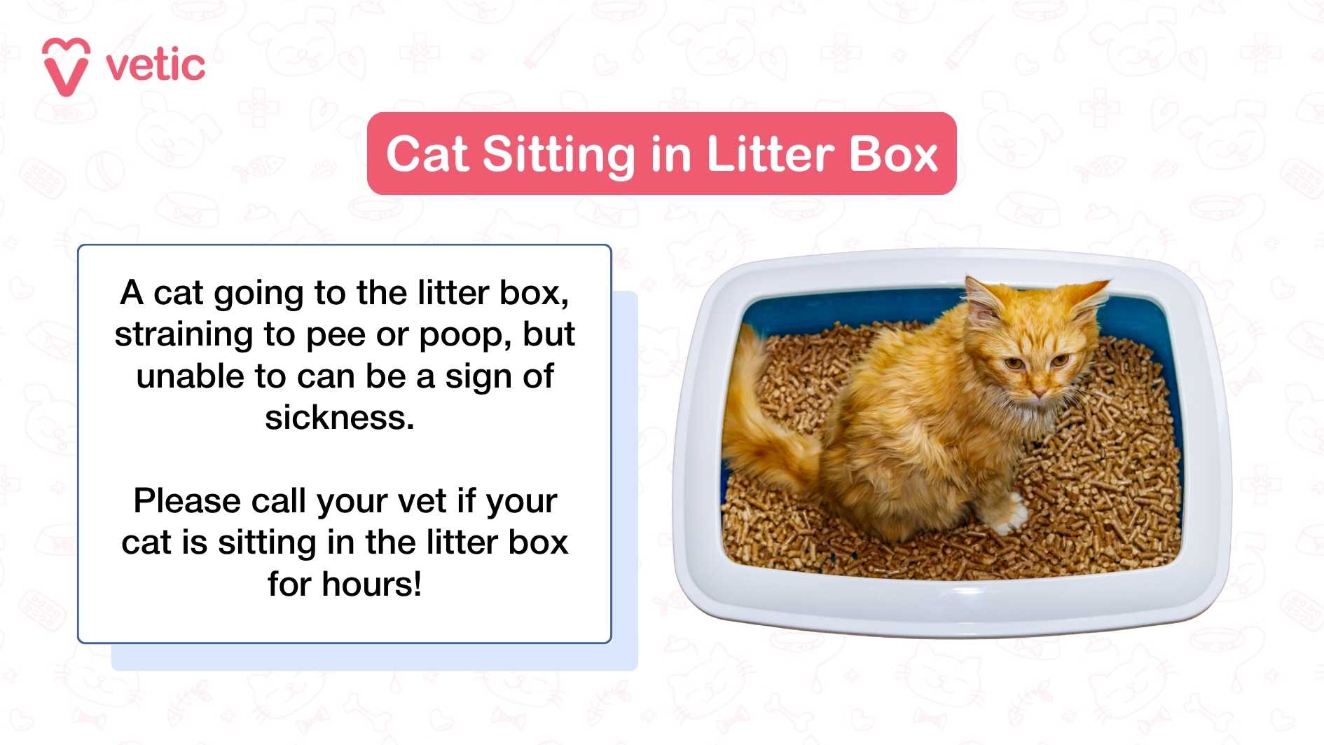 Why is My Potty Trained Cat Pooping Everywhere
