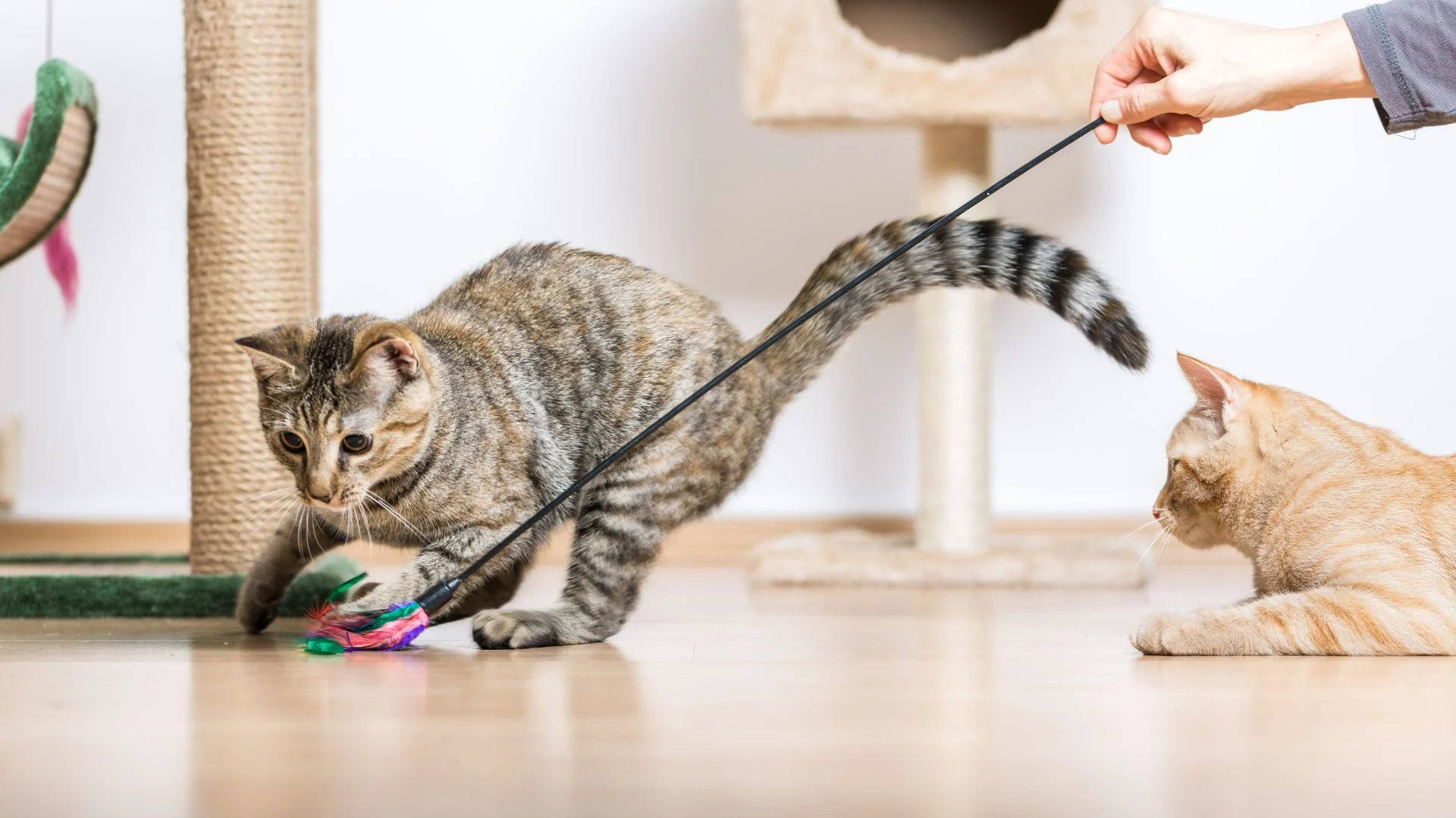 Why is T Cat Crying While Playing With a Toy: Shocking Reasons Revealed