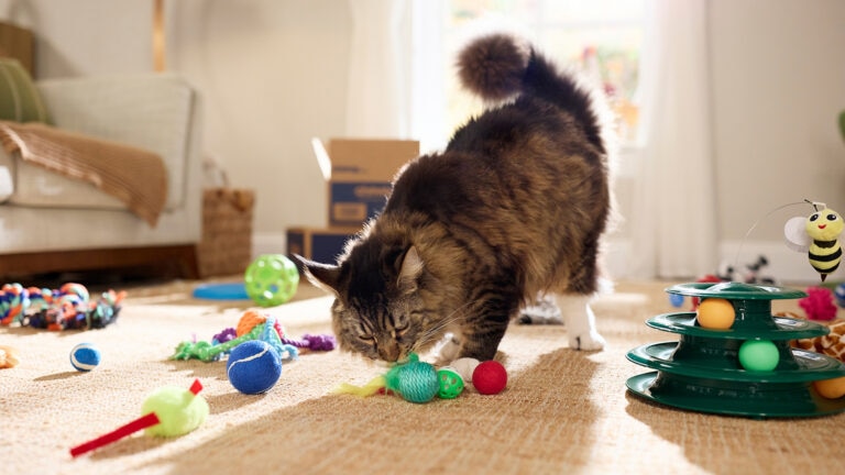 Why My Cat Throw Toy in Water Pot: Surprising Feline Behavior Explained