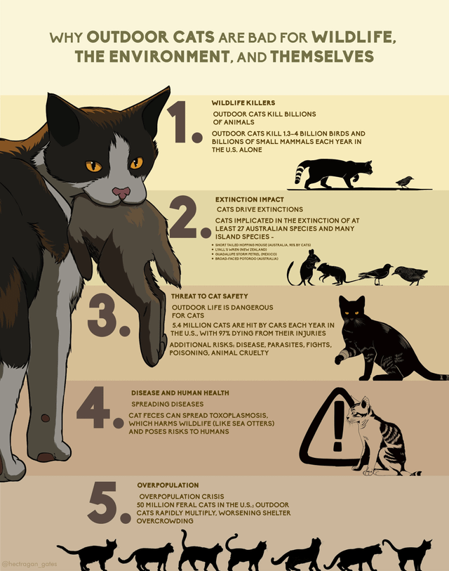 Why Outdoor Cats Pose a Health Risk: Hidden Dangers Revealed