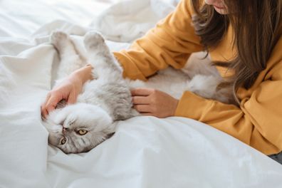 Why These Friendly Cat Breeds Cant Get Enough Attention