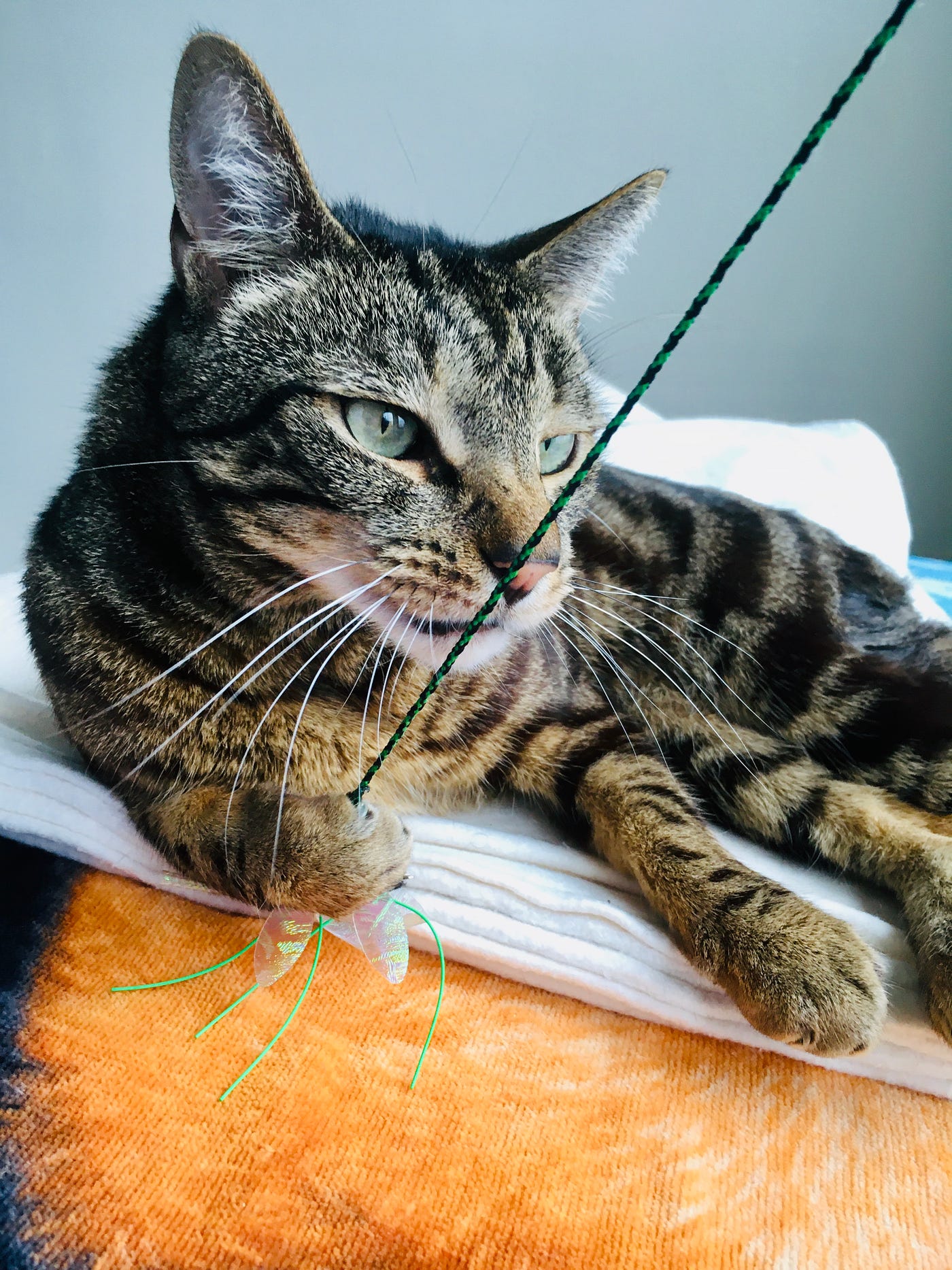 Why Won My Cat Play With His Toys Anymore: Surprising Reasons Revealed