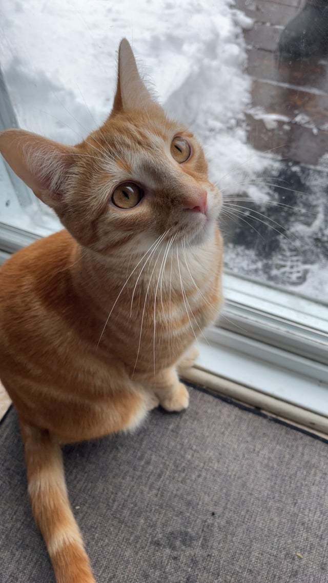 Why Wont Cat Use Litter Box