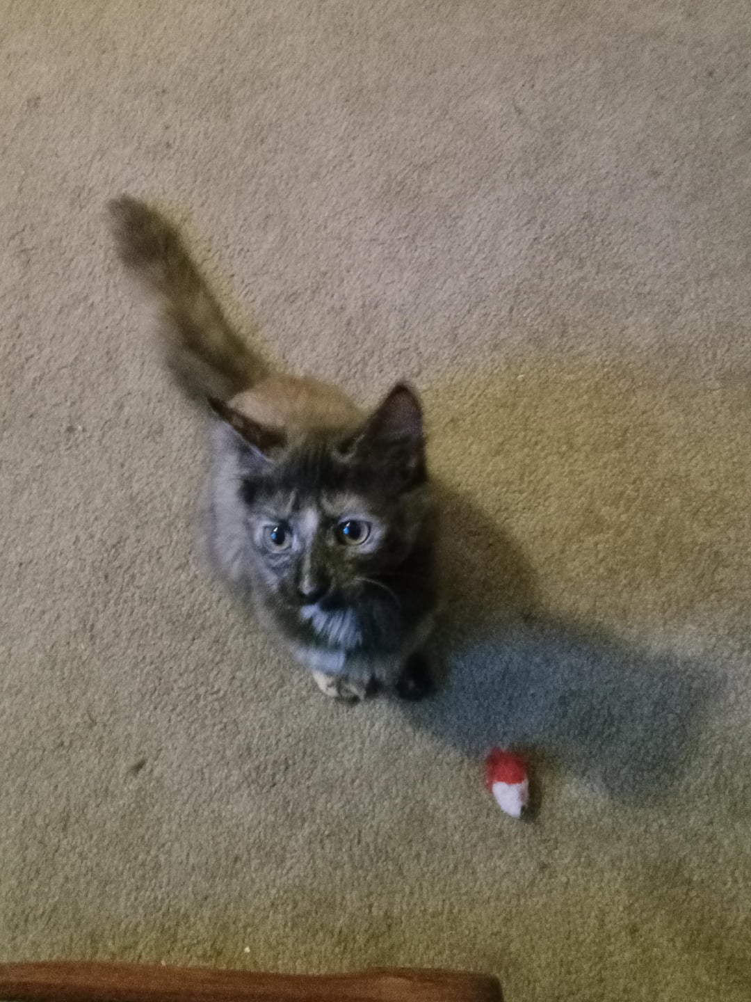 Why Won’T My Cat Fetxh His Toys: Surprising Reasons Explained