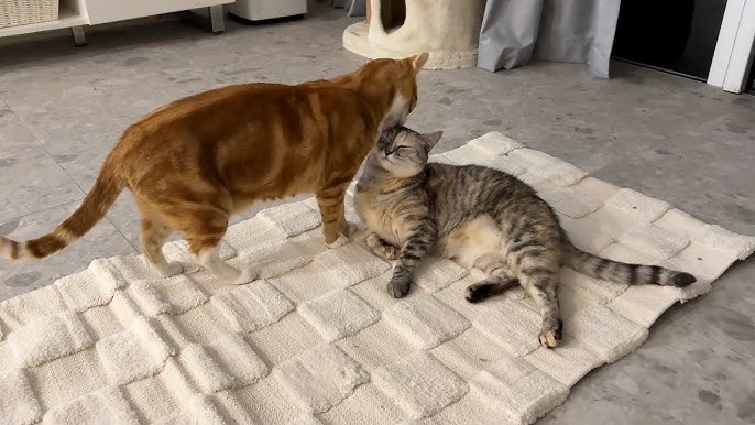 Why Wont My Cats Groom Each Other: Surprising Reasons Explained