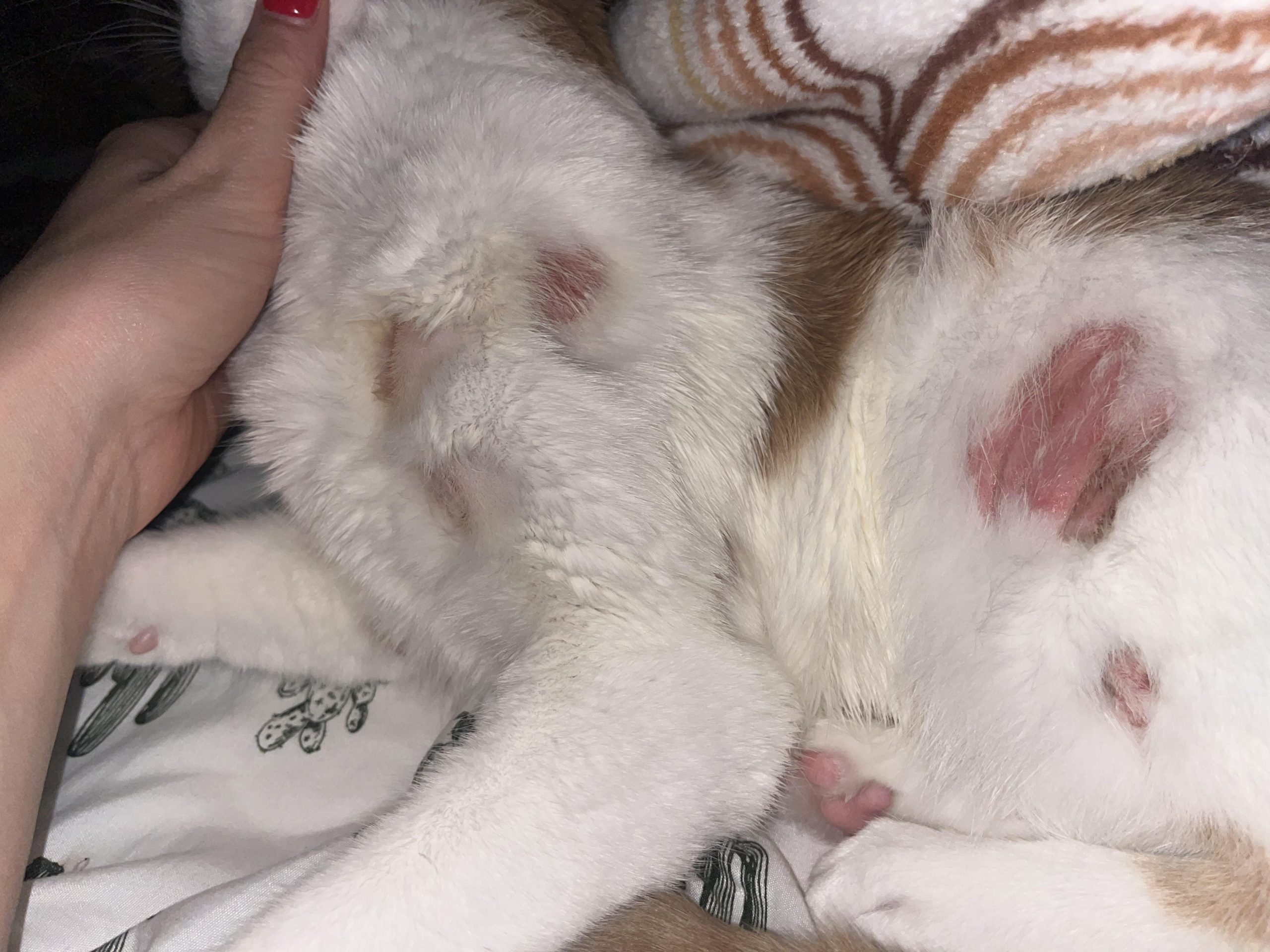 Why Would a Cat Over Groom: Shocking Reasons You Must Know