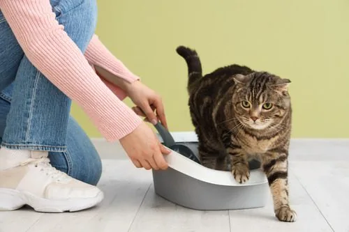 Why Would a Cat Start Pooping Outside the Litter Box