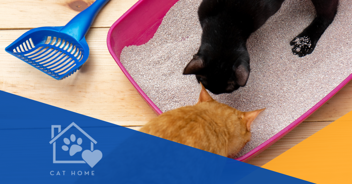 Will 2 Cats Use the Same Litter Box? Expert Tips Revealed