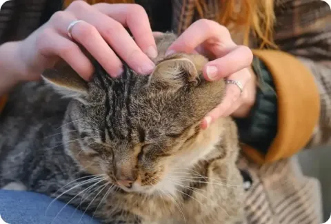 Will a Groomer Take My Cat If She Has Fleas? Essential Facts