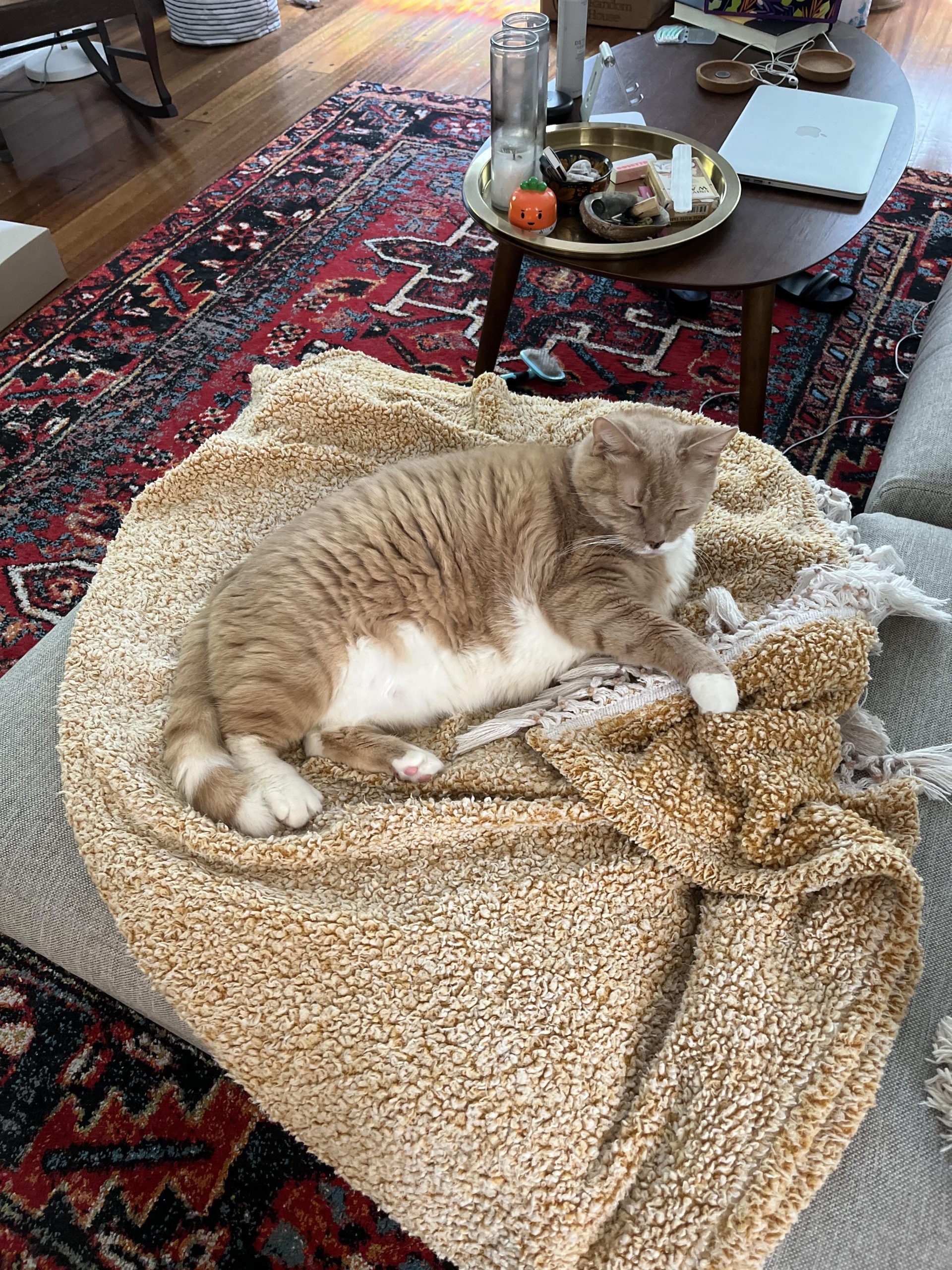 Will Cat Stop Grooming If the Carpet Isn’t Clean? Shocking Truths!