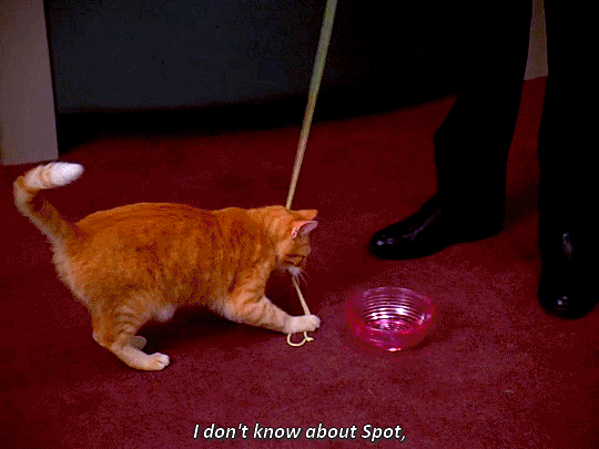 Will Farrell Cat Toys Gif: Hilarious Moments Your Cat Will Love