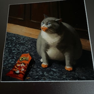 Will Farrell Cat Toys Meme: Hilarious Moments That Went Viral