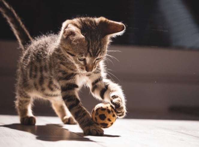 Will Having Too Many Toys for My Cat Overstimulate Them? Find Out!