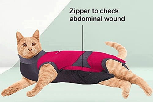 Would a Cat Groom a Wound a Lot? Signs & Solutions Explained