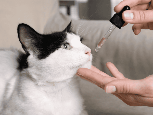 Would One Cat Grooming Another Cat Cause Stomach Issues? Surprising Facts!
